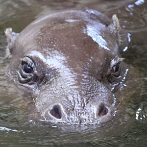 Pygmy hippo