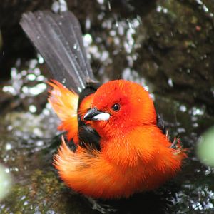 Brazilian tanager - bathing