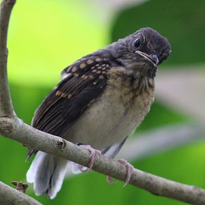 White-rumped shama - juvenile