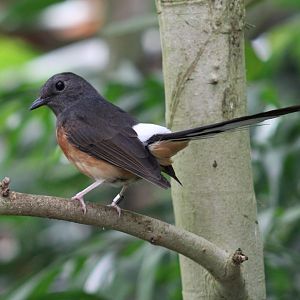 White-rumped shama - adult