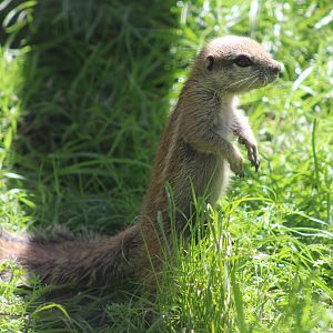 Cape ground-squirrel