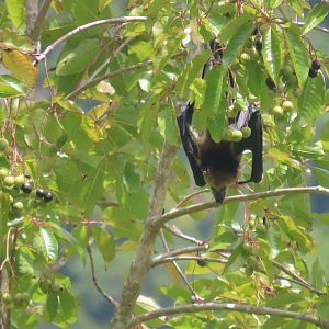 mauritus flying fox