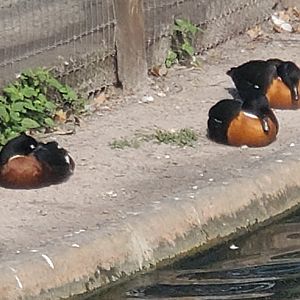 Duck ID - Busch Gardens Tampa