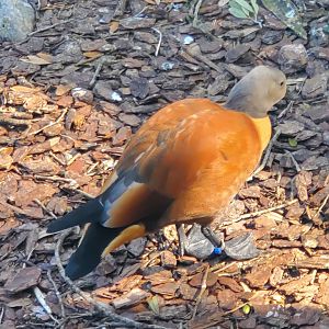 Duck ID - Busch Gardens Tampa