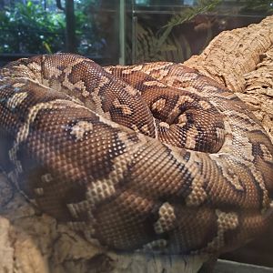 Snake ID -Busch Gardens Tampa