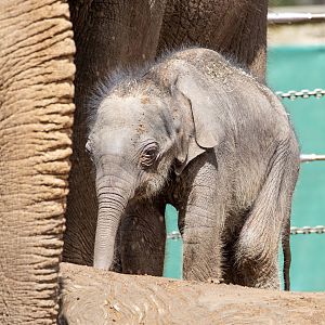 Elephant calf 'Roi Yim'