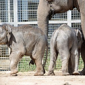 Elephant calves 'Aiyara' and 'Roi Yim' with 'Mali'