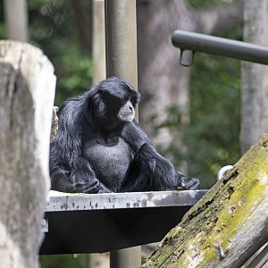 Siamang 'Sampit'