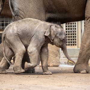Asian elephant calf 'Roi Yim'