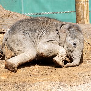 Asian elephant calf 'Aiyara'