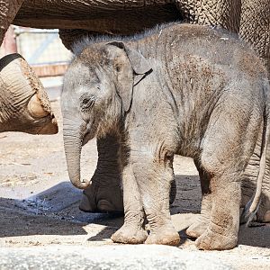 Asian elephant calf 'Aiyara'