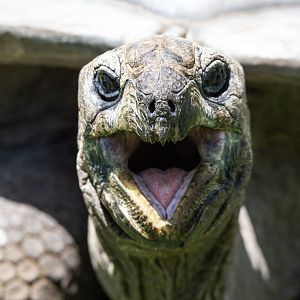 Aldabra Tortoise