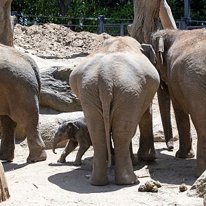 Asian Elephants