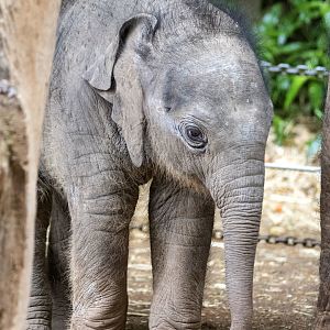 Asian elephant calf 'Aiyara'