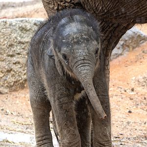 Asian elephant calf 'Aiyara'