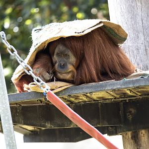 Hybrid Orangutan 'Gabby'