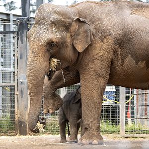 Asian Elephants 'Num Oi' and 'Aiyara'