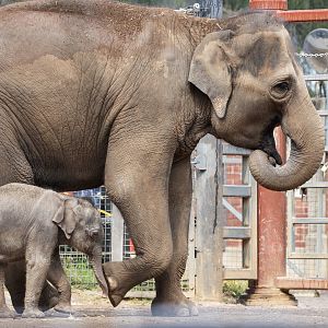 Asian Elephants 'Mali' and 'Roi Yim'