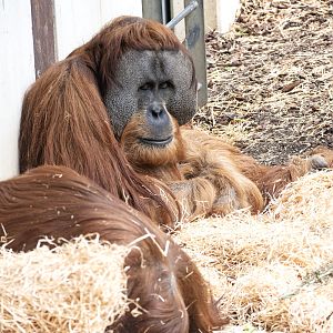 Sumatran Orangutan 'Malu'
