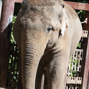 Asian Elephant 'Luk Chai'