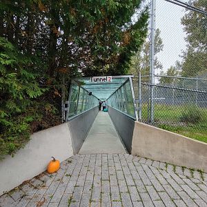 Parc Safari - Tunnel #2 through two lion exhibits, straight