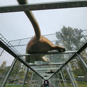 Parc Safari - Tunnel #2, tawny lionness in lion yard #1