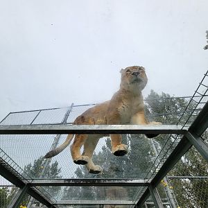 Parc Safari - Tunnel #2, tawny lionness in lion yard #1