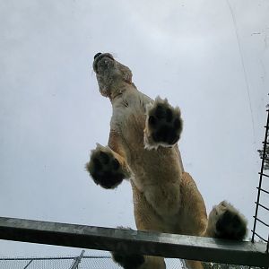 Parc Safari - Tunnel #2, tawny lionness in lion yard #1