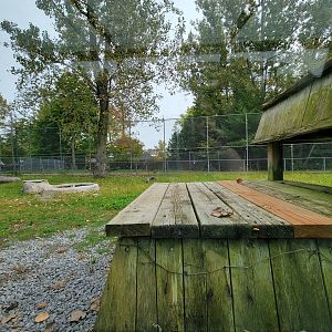 Parc Safari - Tunnel #2, lion yard #2