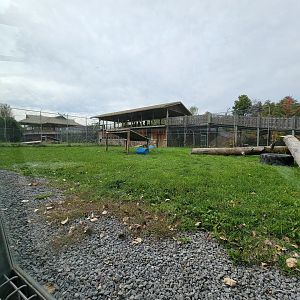 Parc Safari - Tunnel #2, lion yard #2