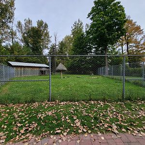 Parc Safari - Marabou storks