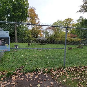 Parc Safari - Marabou storks