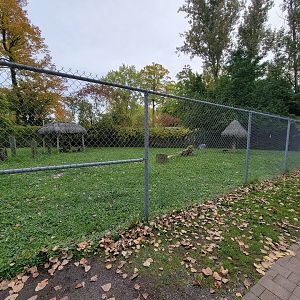 Parc Safari - Marabou storks