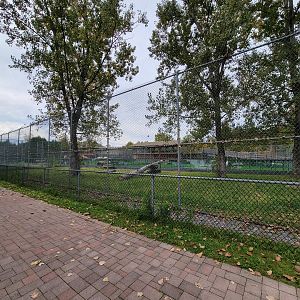 Parc Safari - Lion yard #2 from Marabou area