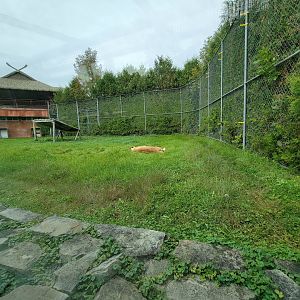 Parc Safari - Tunnel #1, lion yard #3, one tawny lionness