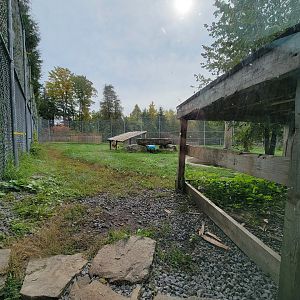 Parc Safari - Tunnel #1, lion yard #4, 3 white males