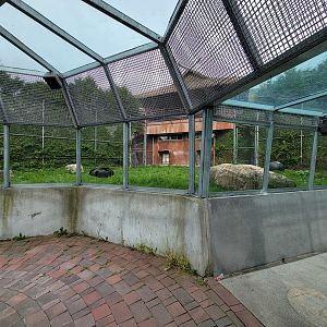 Parc Safari - Tunnel #1, lion yard #4, 3 white males