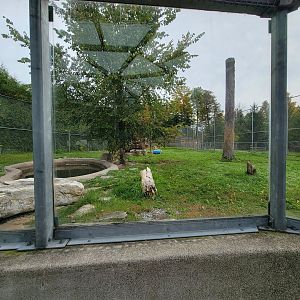 Parc Safari - Tunnel #1, lion yard #4, 3 white males