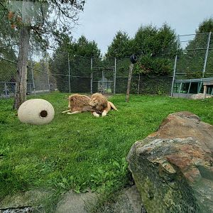 Parc Safari - Tunnel #1, lion yard #4, 3 white males
