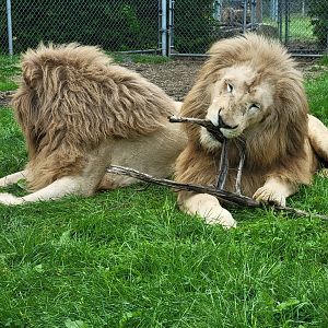 Parc Safari - Tunnel #1, lion yard #4, 3 white males (2 in photo, obviously)