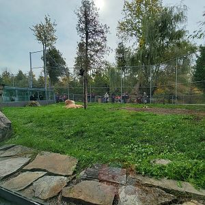 Parc Safari - Tunnel #1, lion yard #4, 3 white males