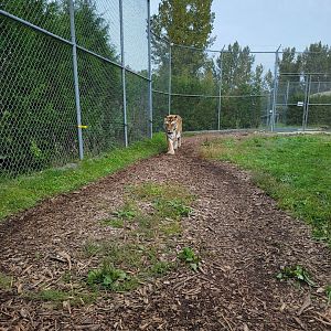 Parc Safari - Tunnel #1 extension, tiger yard