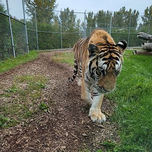 Parc Safari - Tunnel #1 extension, tiger yard