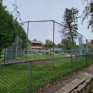 Parc Safari - Lion yard #4 from outside path