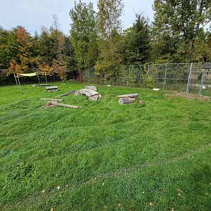 Parc Safari - Gray wolves