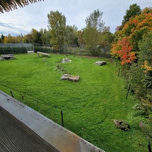 Parc Safari - Spotted hyenas