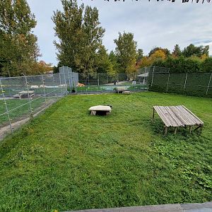 Parc Safari - Lion yard #1 from overhead walkway
