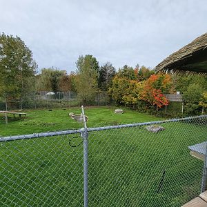 Parc Safari - Spotted hyenas, with start of Olduvai Walkway visible on right