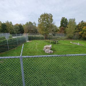 Parc Safari - Spotted hyenas