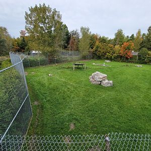 Parc Safari - Spotted hyenas, with start of Olduvai Walkway visible on right